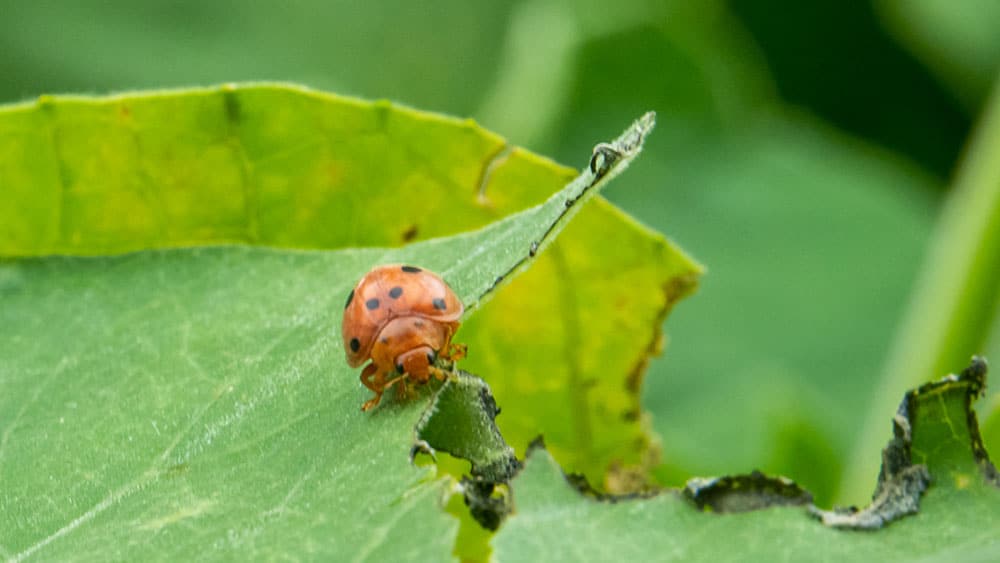 Asian Lady Beetle or Ladybug