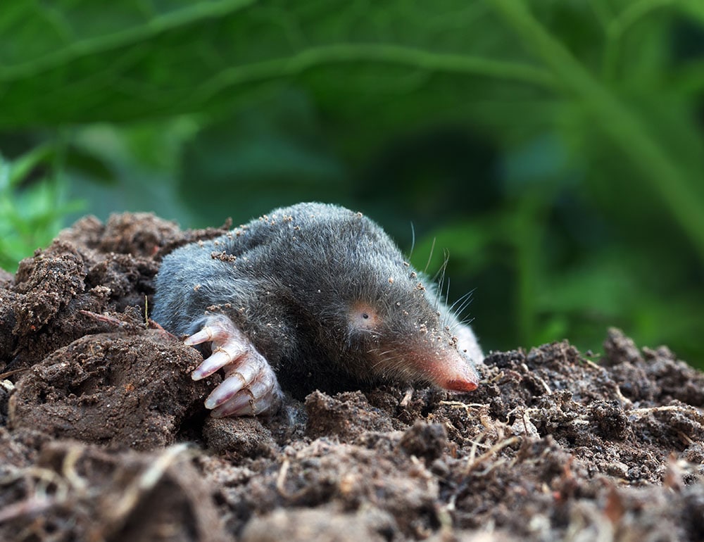 Mole Behavior and Facts