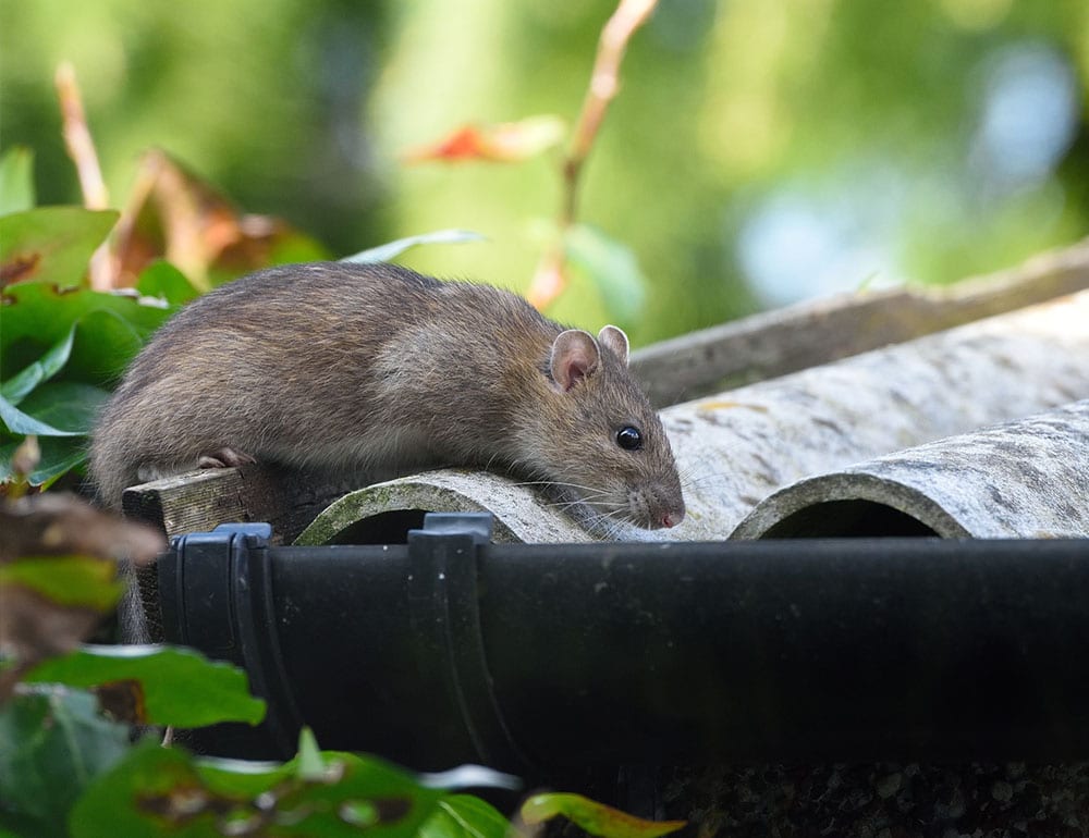 Rat On Roof