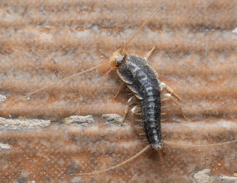 treatment for silverfish infestations