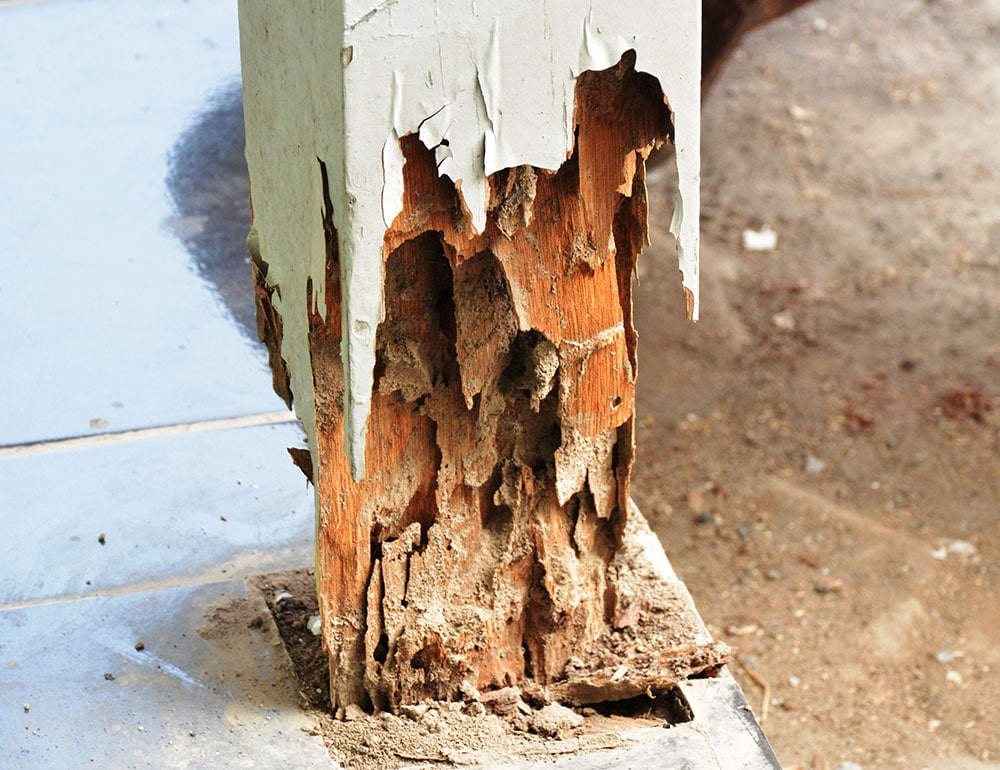 Termite-Related Damage