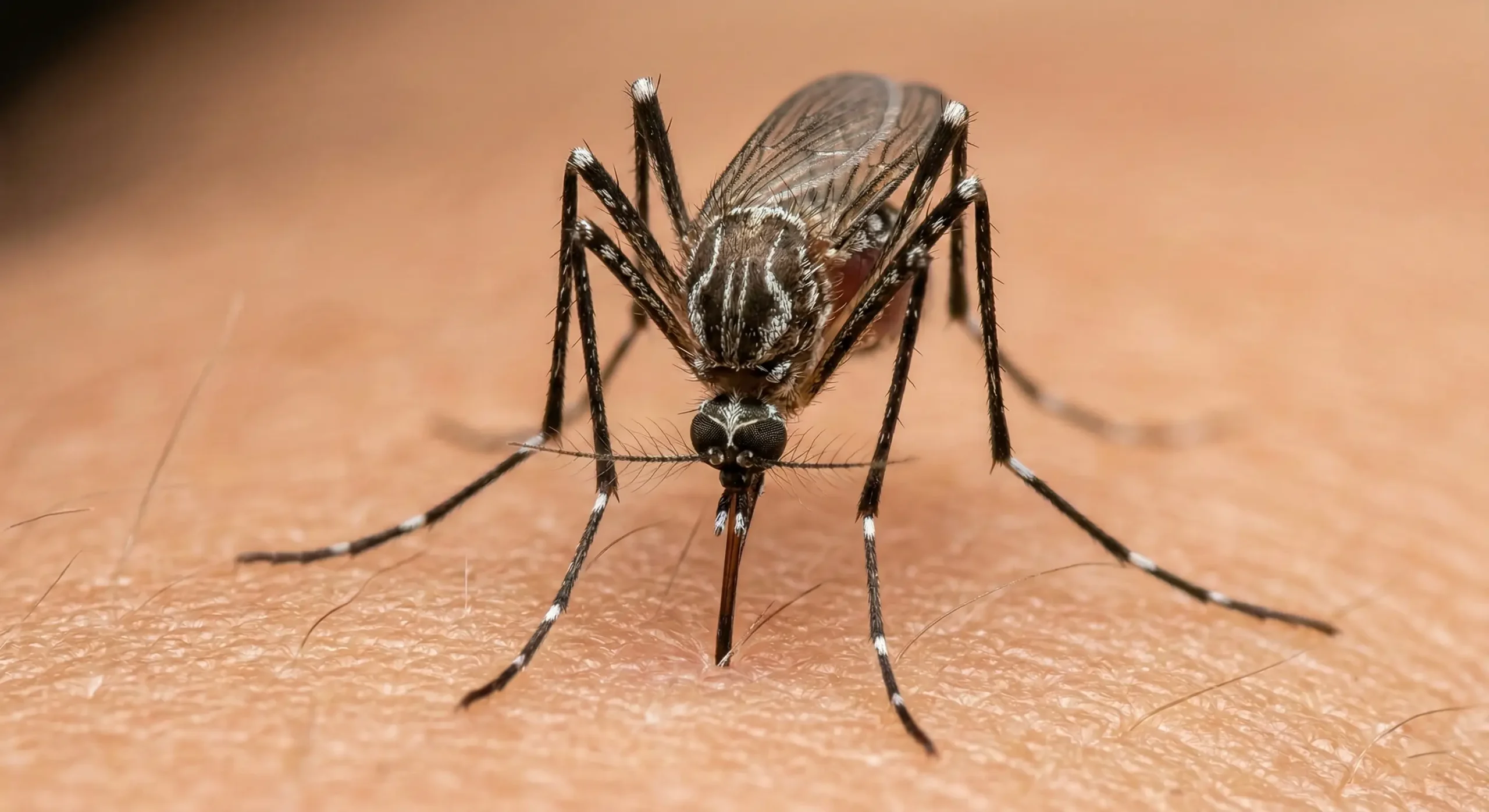 Mosquito close-up for yard treatment services in Michigan